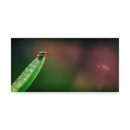 Pixie Pics 'Red And Green Bug' Canvas Art,10x19
